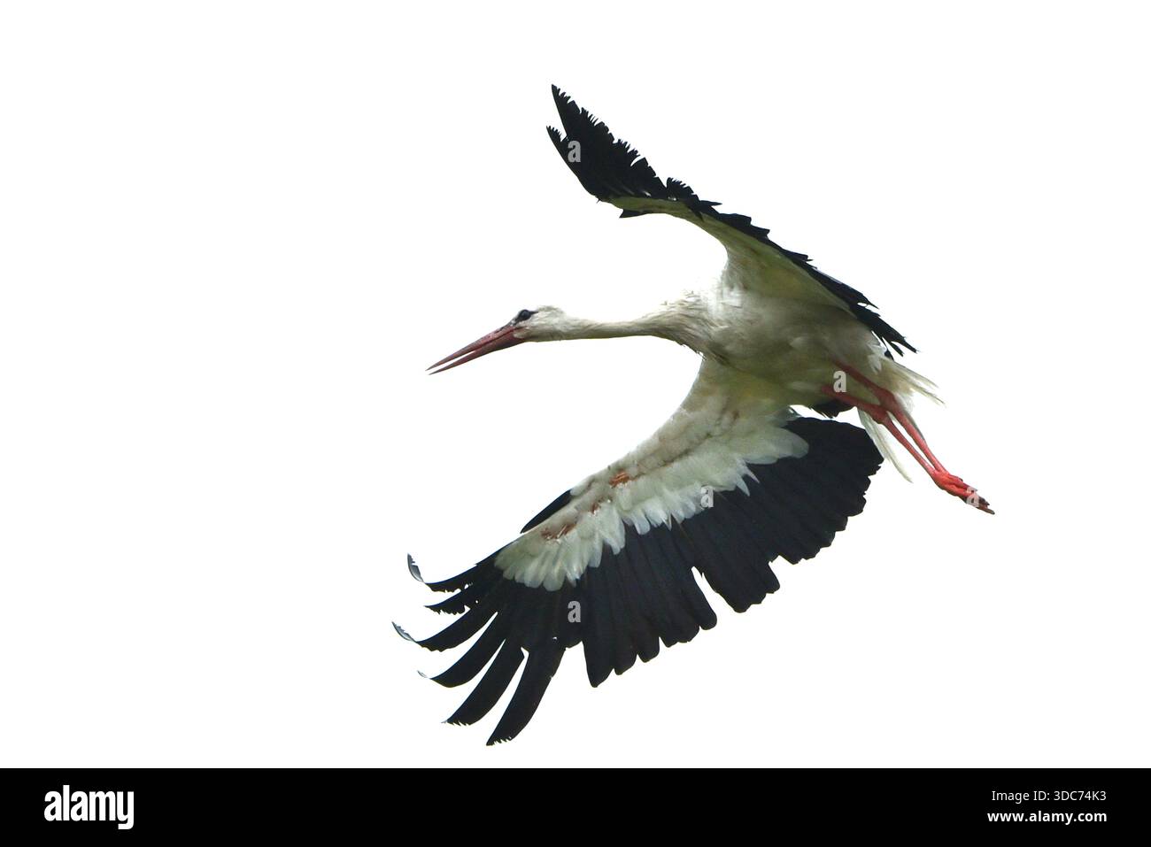 Weißstorch (Ciconia ciconia)fliegt in Panevezys, Litauen am 05. Juli 2020 CAP/PL ©Phil Loftus/Capital Pictures Stockfoto