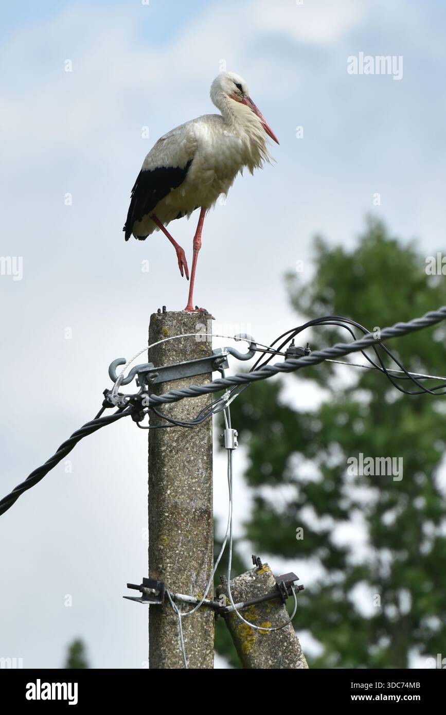 Weißstorch (Ciconia ciconia) in Panevezys, Litauen am 05. Juli 2020 CAP/PL ©Phil Loftus/Capital Pictures Stockfoto