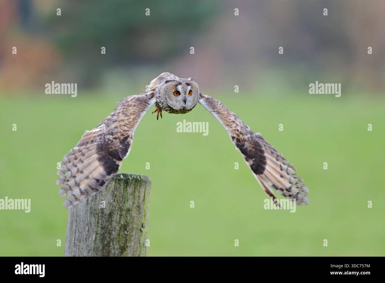 Waldohreule im Flug, Asio otus, Langohr-Eulenflug Stockfoto