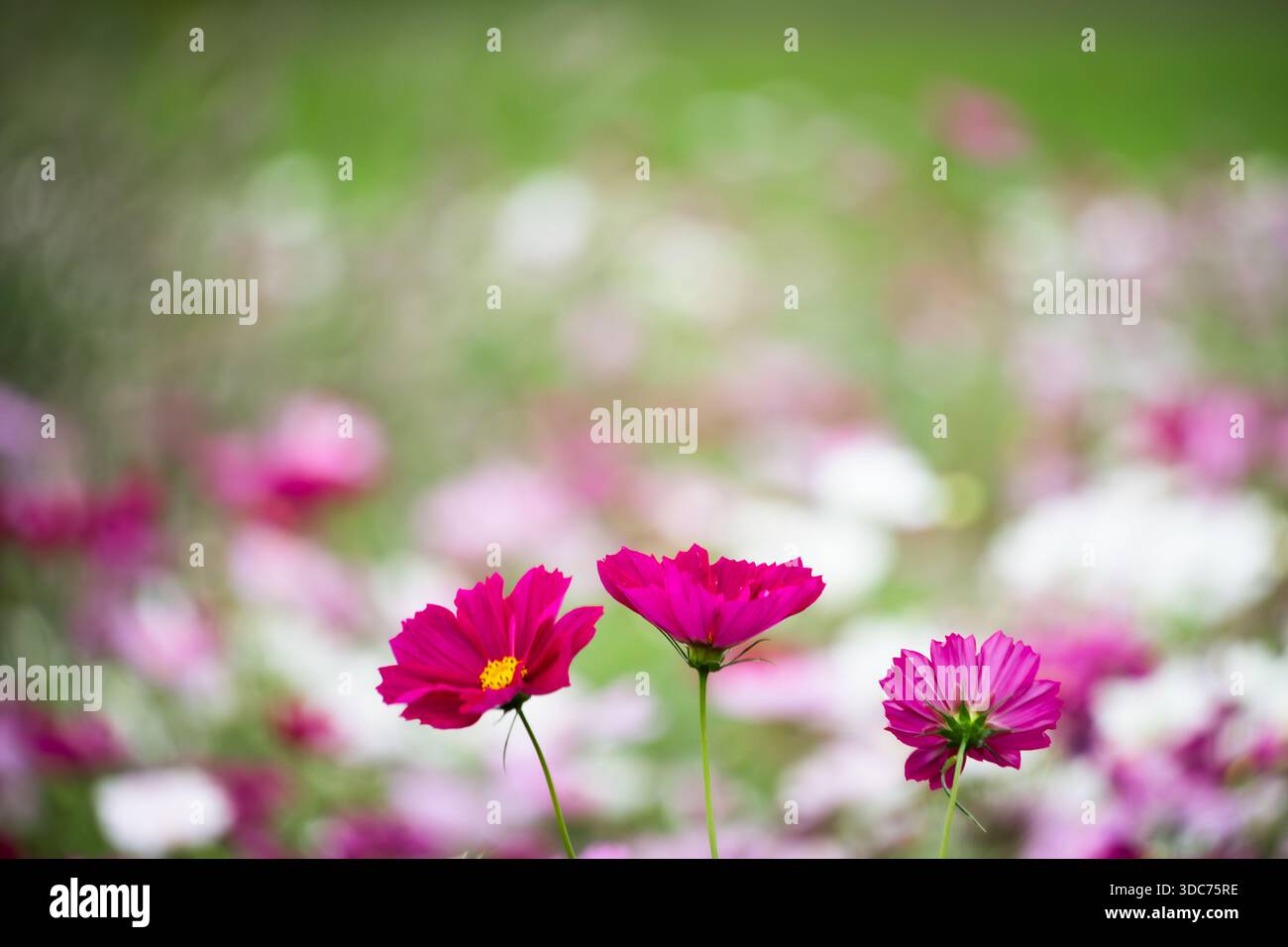 Drei leuchtende Magenta-Kosmos-Blumen in einer verschwommenen Sommerwiese Stockfoto