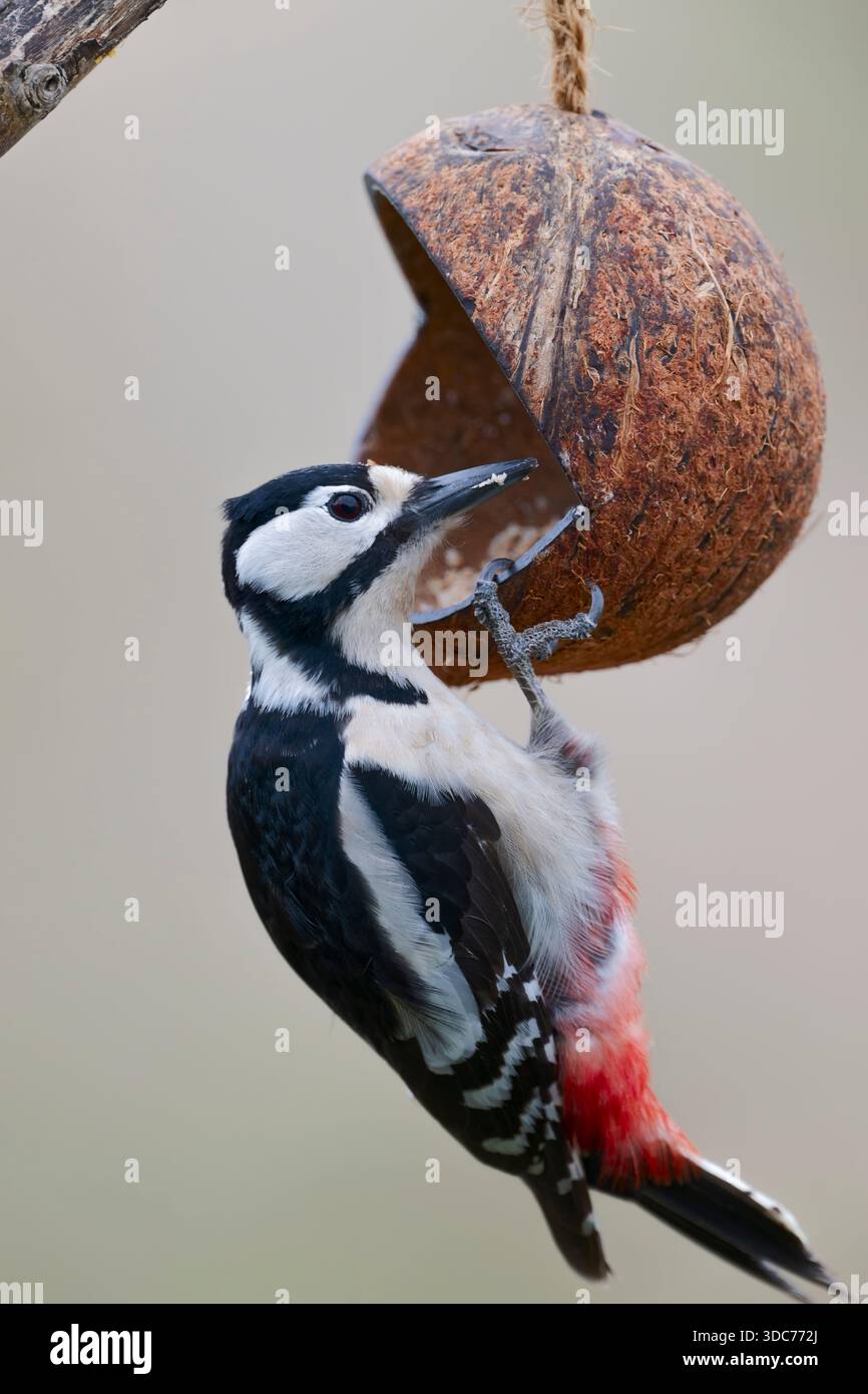 Weibchen Buntspecht, Dendrocopos major, weibliche Buntspecht Stockfoto