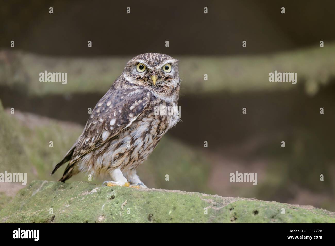 Steinkauz, Athene Noctua, Steinkauz Stockfoto