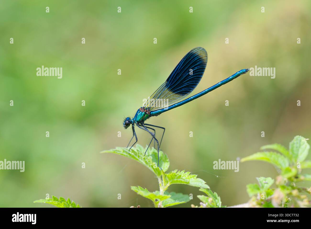 Gebaenderte Prachtlibelle Maennchen, Calopteryx splendens, männliche Banded Demoiselle Stockfoto