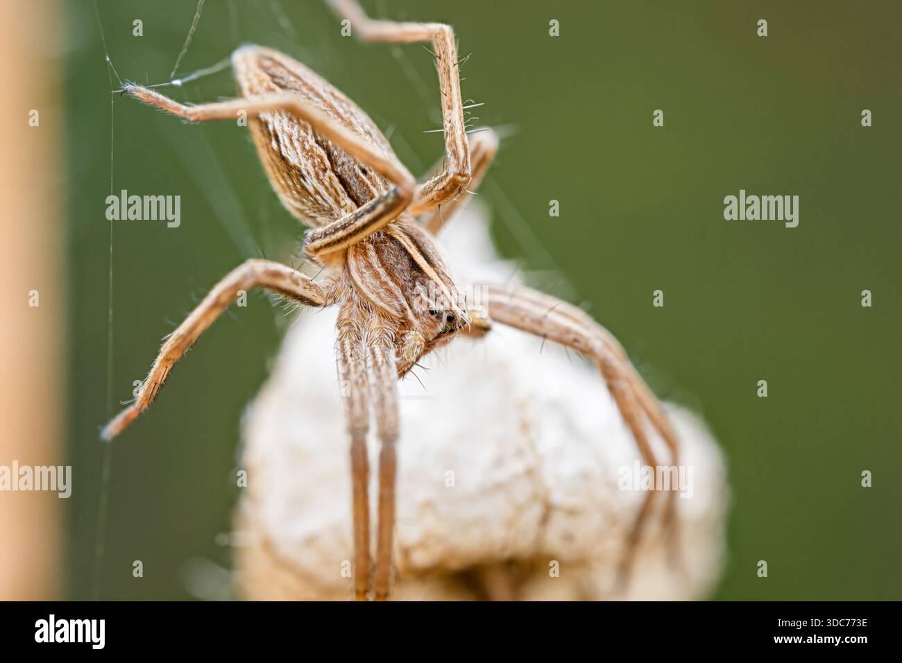 Listspinne, Pisaura mirabilis, Spinnennetze Stockfoto