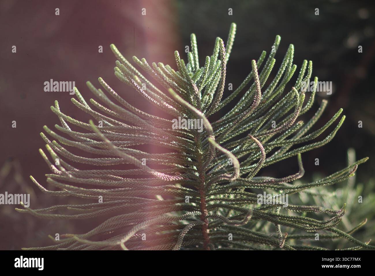 Eine Nahaufnahme der Kiefernnadeln mit einem wunderschönen Sonnenlicht und weichem Bokeh, aufgenommen aus einer kreativen niedrigen Perspektive, um das künstlerische Licht hervorzuheben. Stockfoto