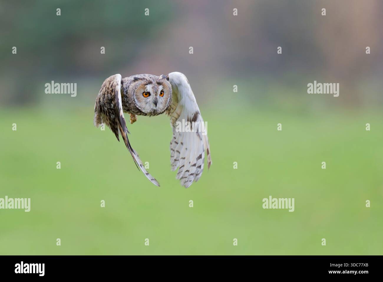 Waldohreule im Flug, Asio otus, Langohr-Eulenflug Stockfoto