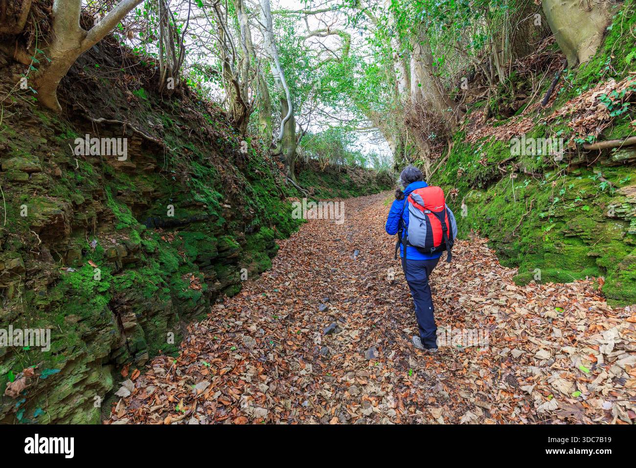 Alte Strecke mit hohen Mauern bedeckt mit Moos, Llandegfedd Reservoir, Wales, Großbritannien Stockfoto