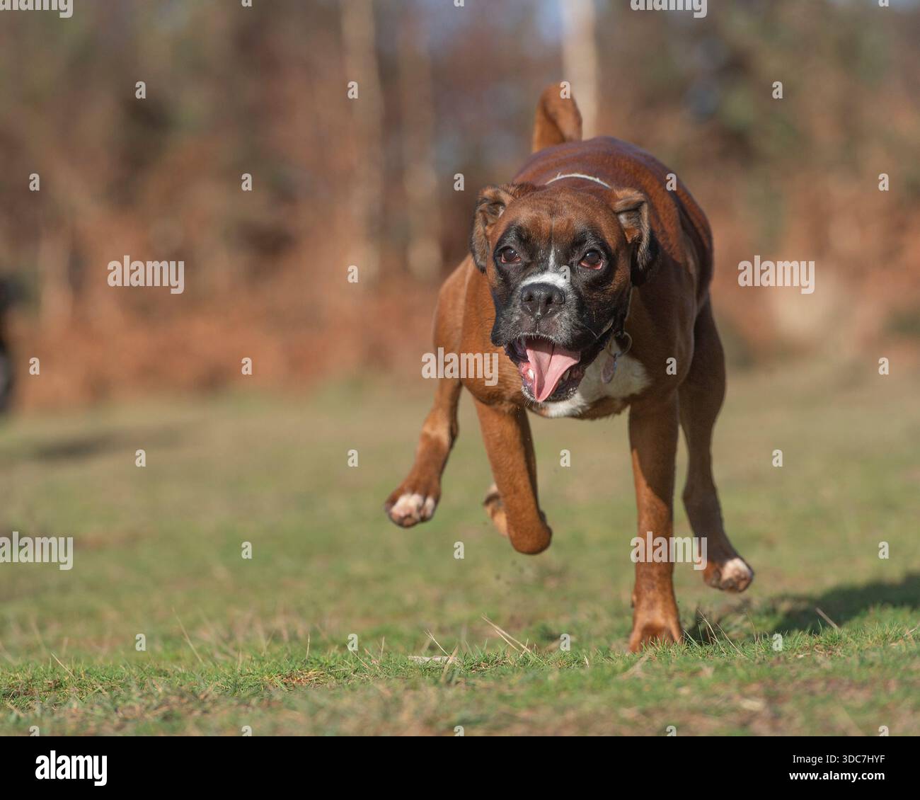 Boxer laufen und Spaß haben Stockfoto
