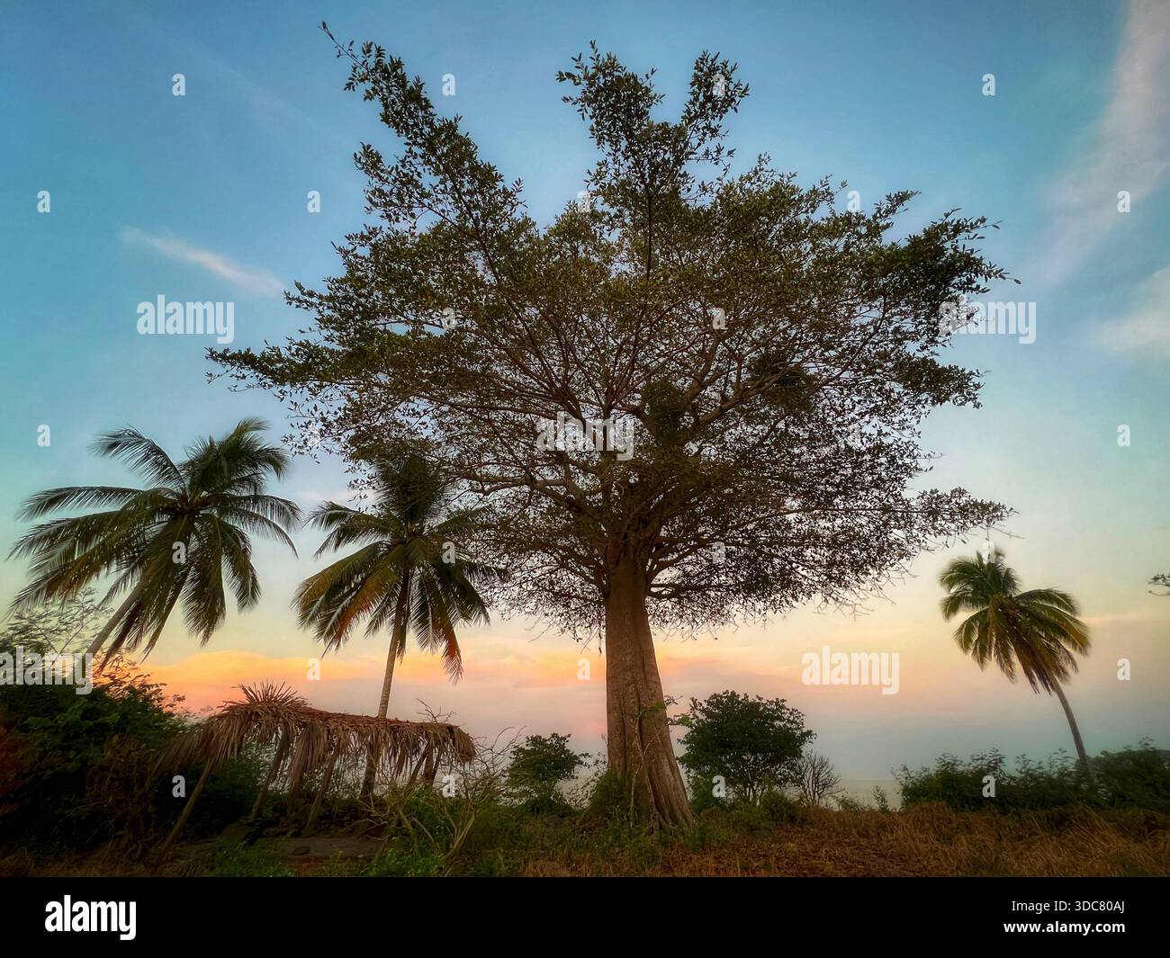 OM's Baum in Chacala, Nayarit, Mexiko. - Smartphone-aufgenommenes Stockfoto