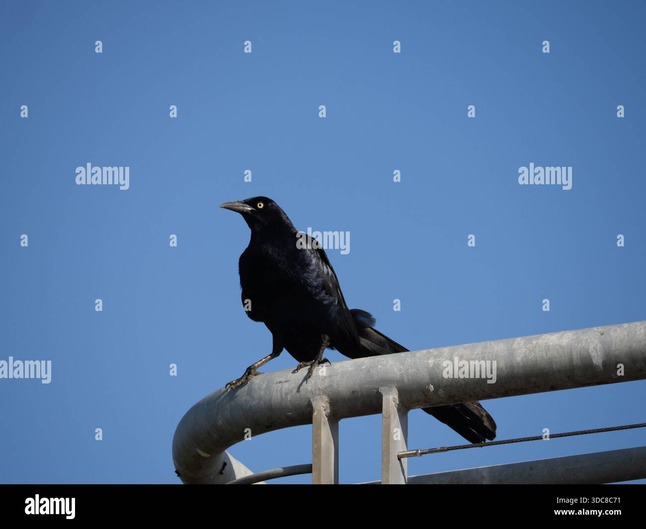 Großschwanzgrackle, der auf einem Metallgeländer vor einem mittelblauen Himmel steht. Fotografiert bei Stockfoto