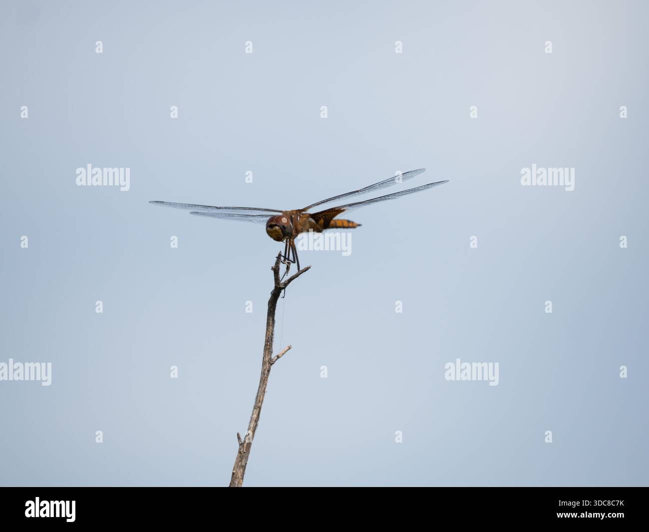 Rotschwanz-Wimpelfliege, die einen Zweig greift. Fotografiert in Texas in einem Profil mit geringer Schärfentiefe vor einem blassblauen Himmel. Stockfoto