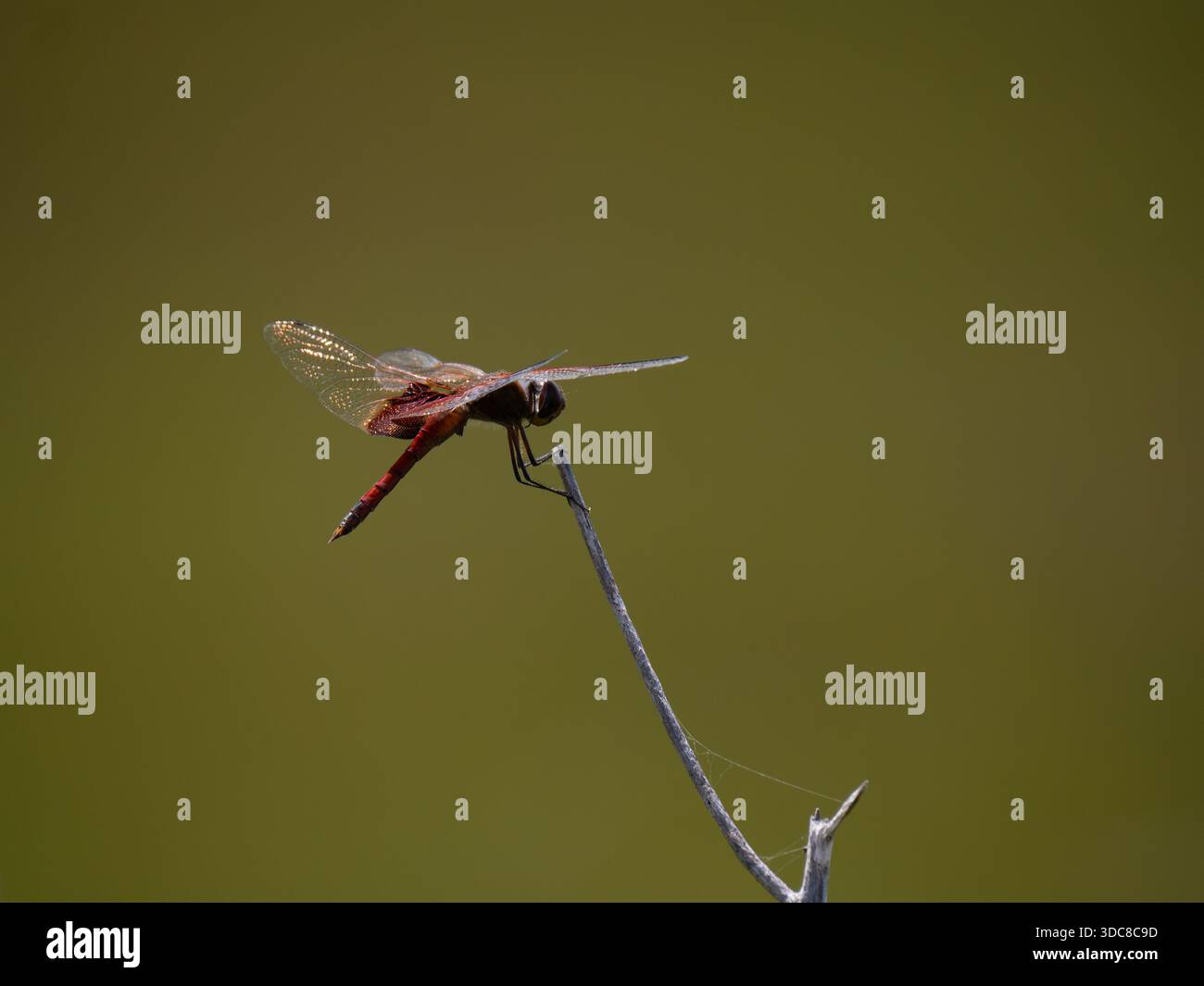 Eine Rotschwanzfahne, die einen Zweig fasst. Fotografiert in Texas in Profil mit geringer Tiefenschärfe vor olivgrünem Hintergrund. Stockfoto