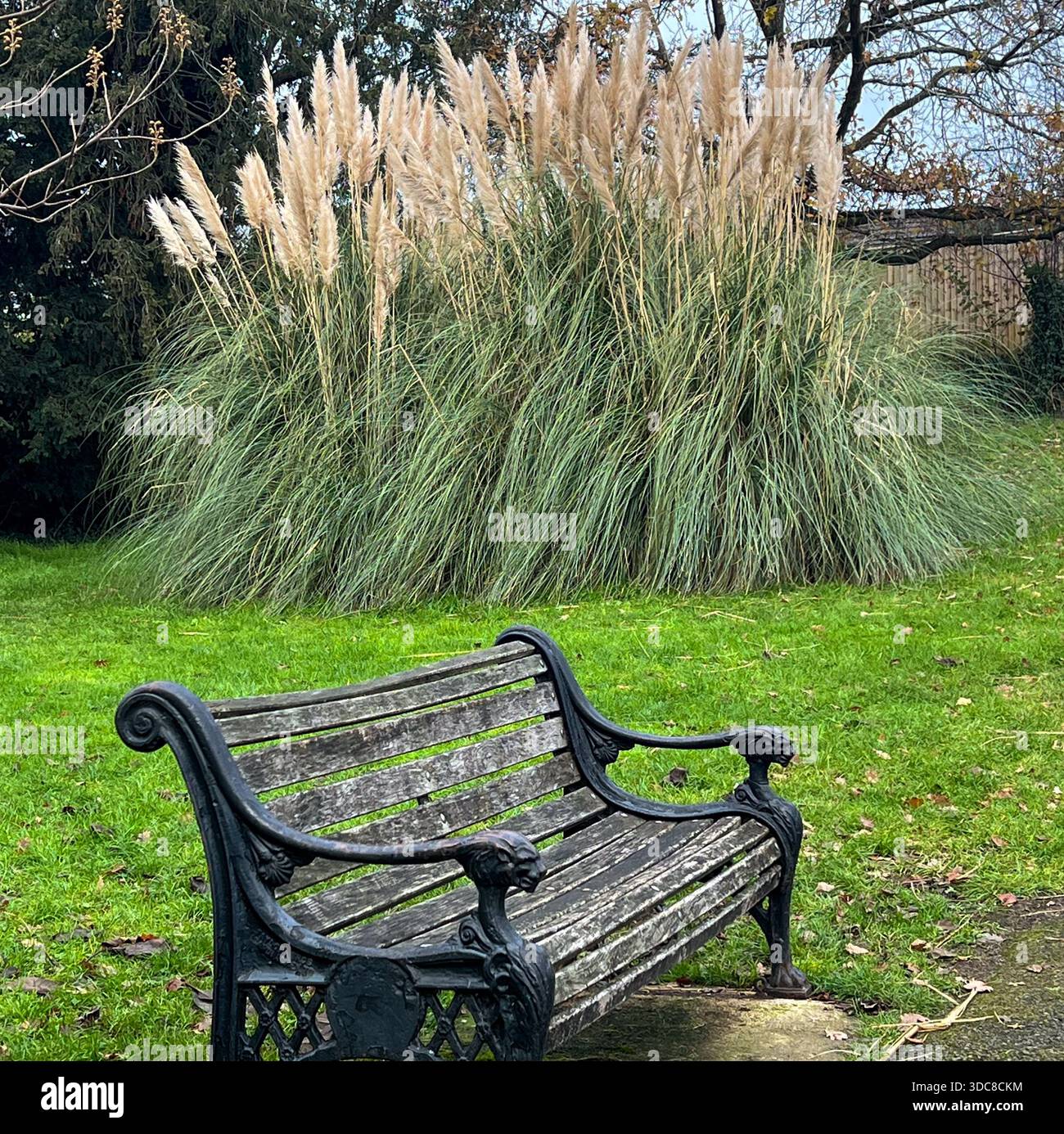 Titel: Leere Park Bank Gegenüber Tall Pampas Grass, England Stockfoto