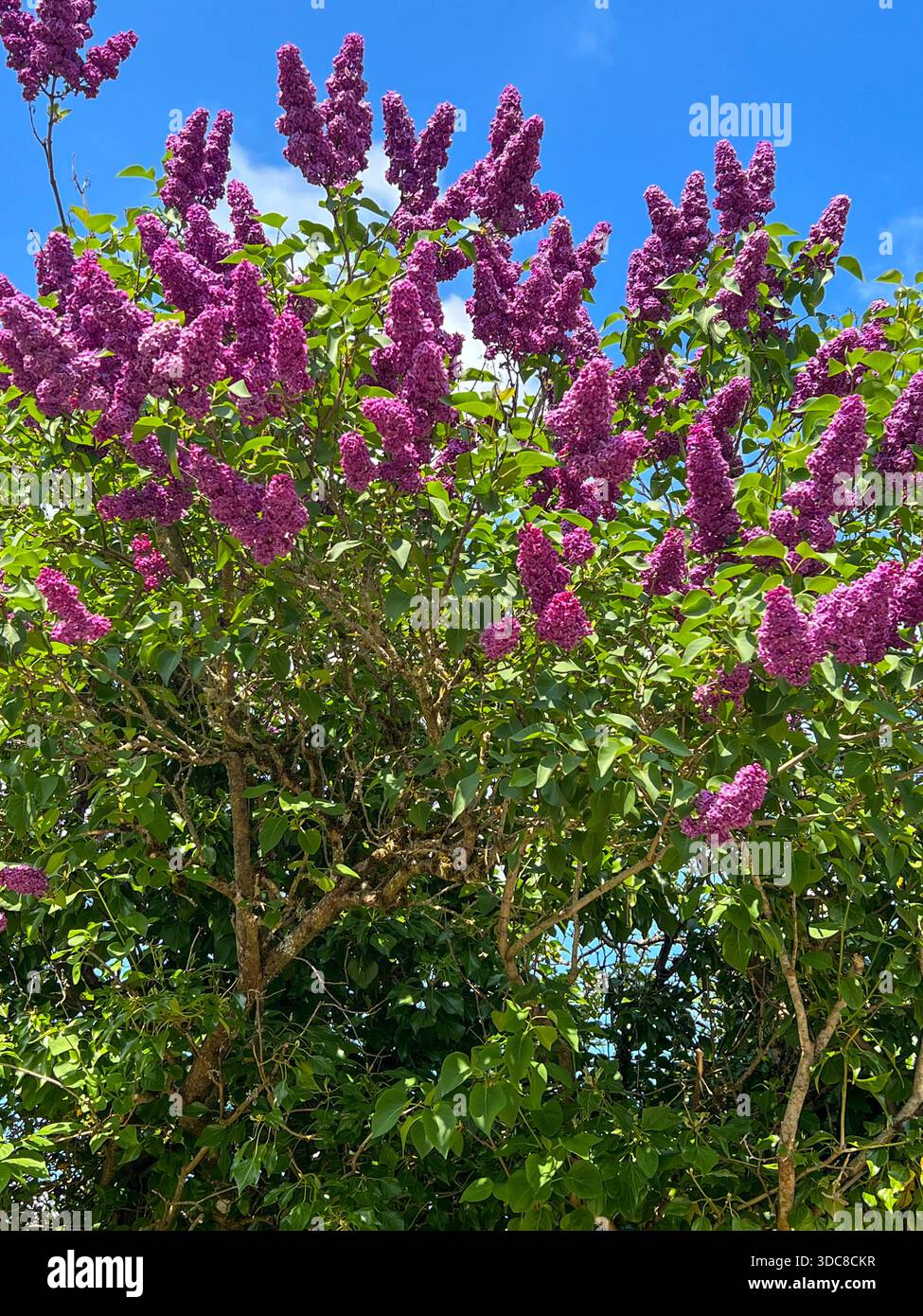 Titel: Lebendiger lila Flieder-Busch in voller Blüte gegen Blue Sky, England - Smartphone-aufgenommenes Stockfoto