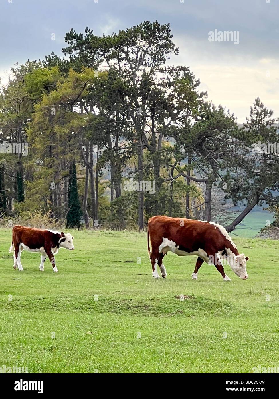 Hereford-Rinder, die auf Green Weide, englischer Landschaft ruhen Stockfoto