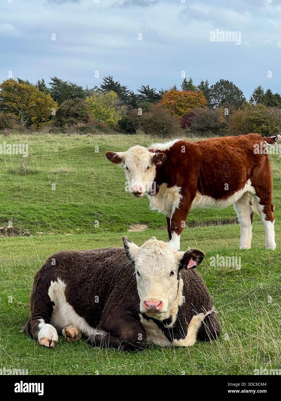 Hereford-Rinder, die auf Green Weide, englischer Landschaft ruhen Stockfoto