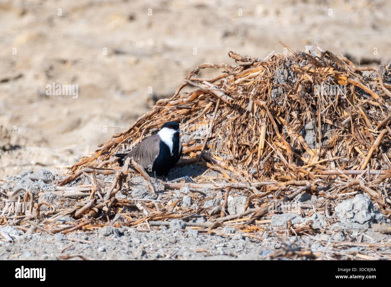 Sporengeflügelter Kiebling (Vanellus spinosus), der an getrockneten Schilfen am Sandstrand, Fayoum, Ägypten, steht Stockfoto