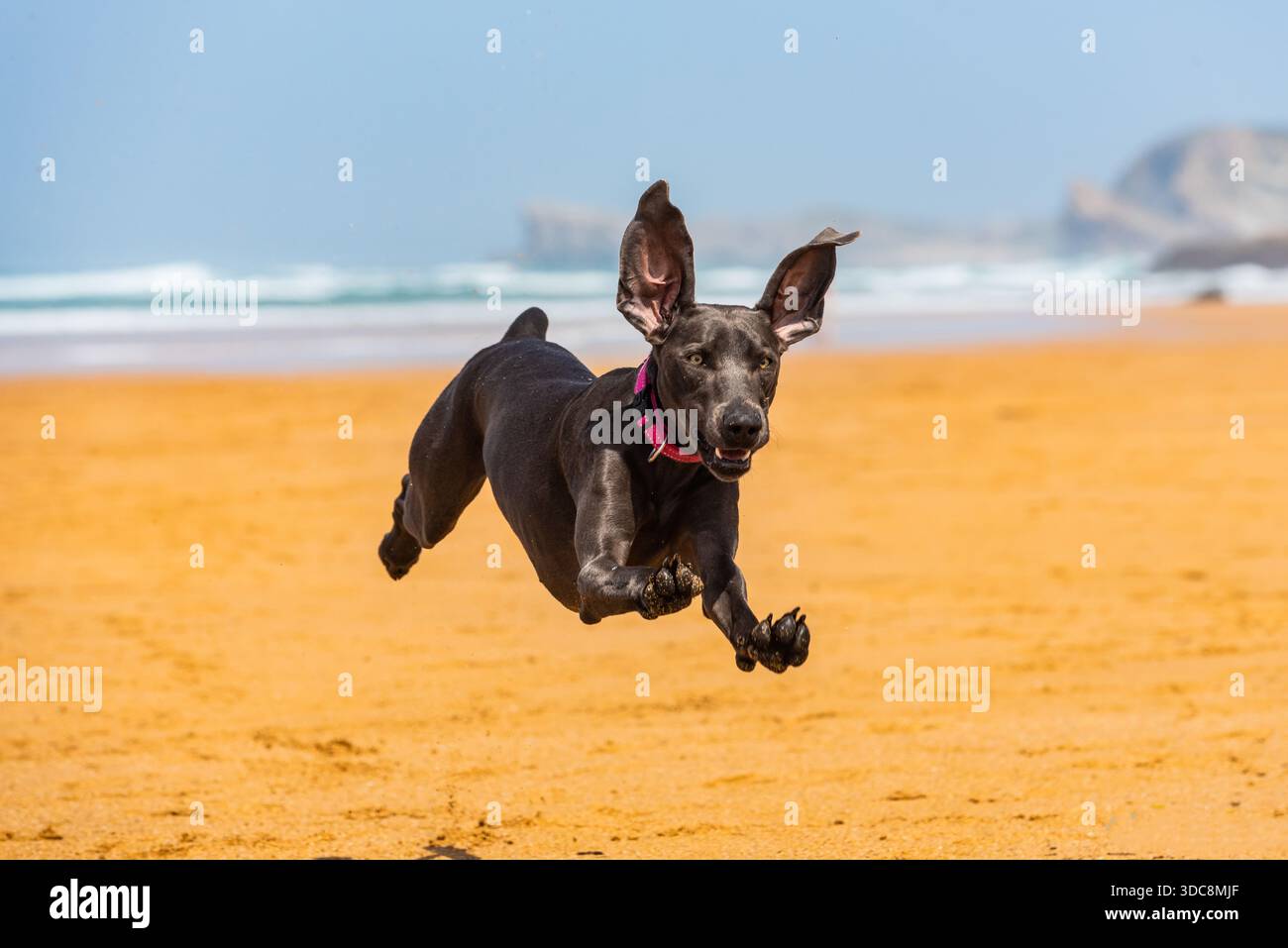 Action-Aufnahme eines blauen weimaraners, der an einem Sandstrand durch die Luft springt, mit den Meereswellen und dem blauen Himmel im Hintergrund. Stockfoto