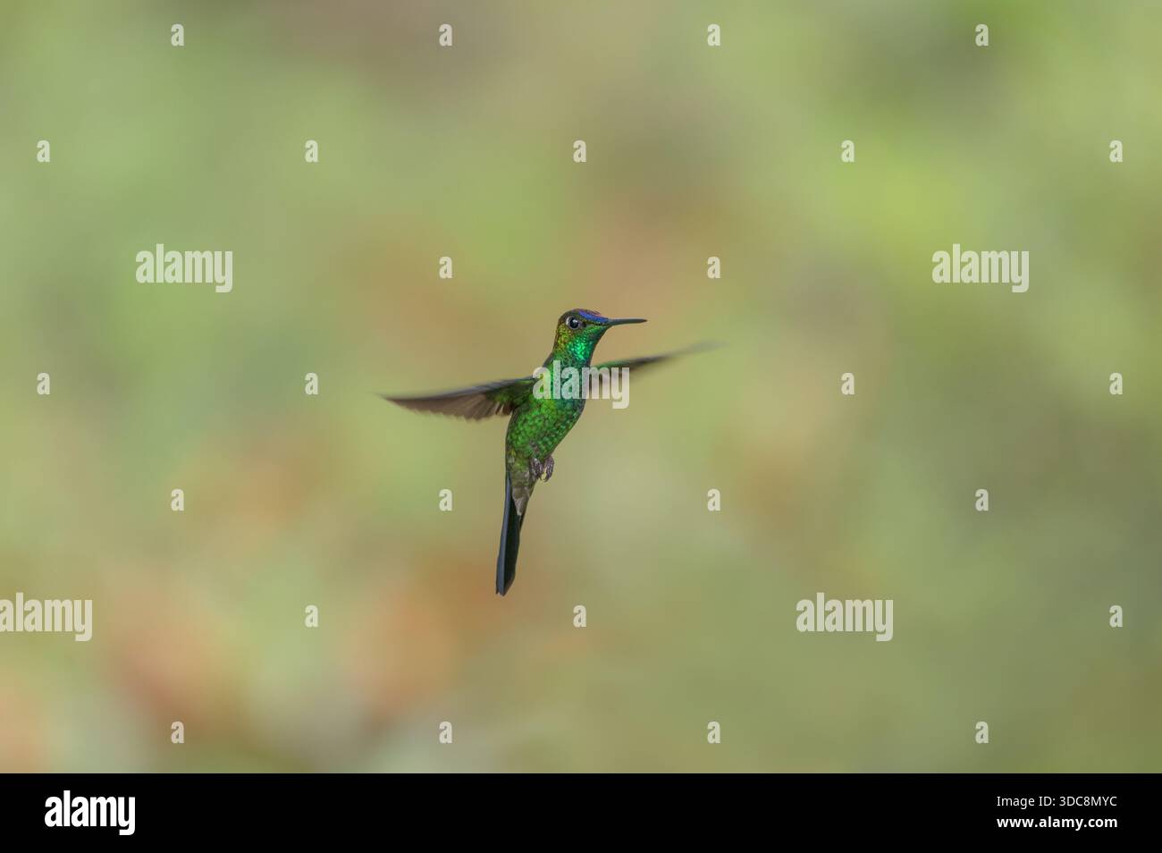 Violett-Brillant (Heliodoxa leadbeateri) im Flug mit offenen Flügeln im peruanischen amazonasgebiet Stockfoto