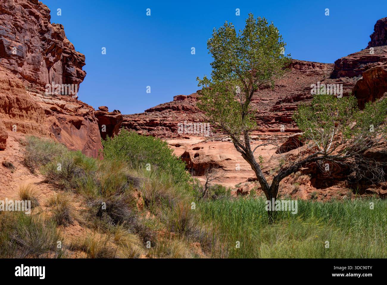 Hog Springs Trail, Hog Springs Recreation Area. Red Rock Canyon, Hanksville, Utah, USA Stockfoto
