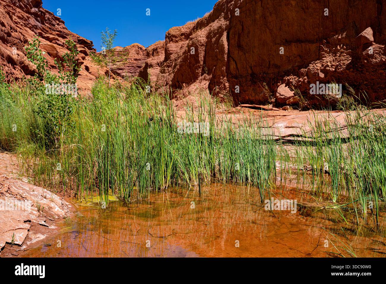Hog Springs Trail, Hog Springs Recreation Area. Red Rock Canyon, Hanksville, Utah, USA Stockfoto