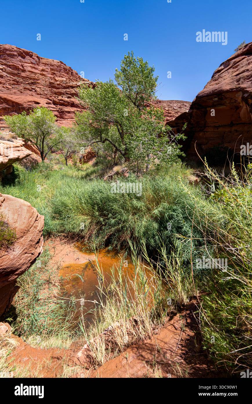 Hog Springs Trail, Hog Springs Recreation Area. Red Rock Canyon, Hanksville, Utah, USA Stockfoto