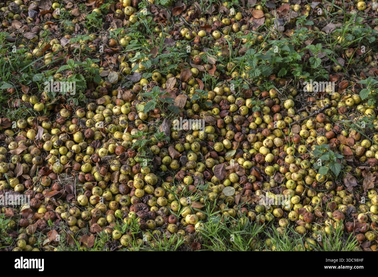 Äpfel (Malus) liegen auf dem Boden, gefallene Früchte, Franken, Basern, Deutschland Stockfoto