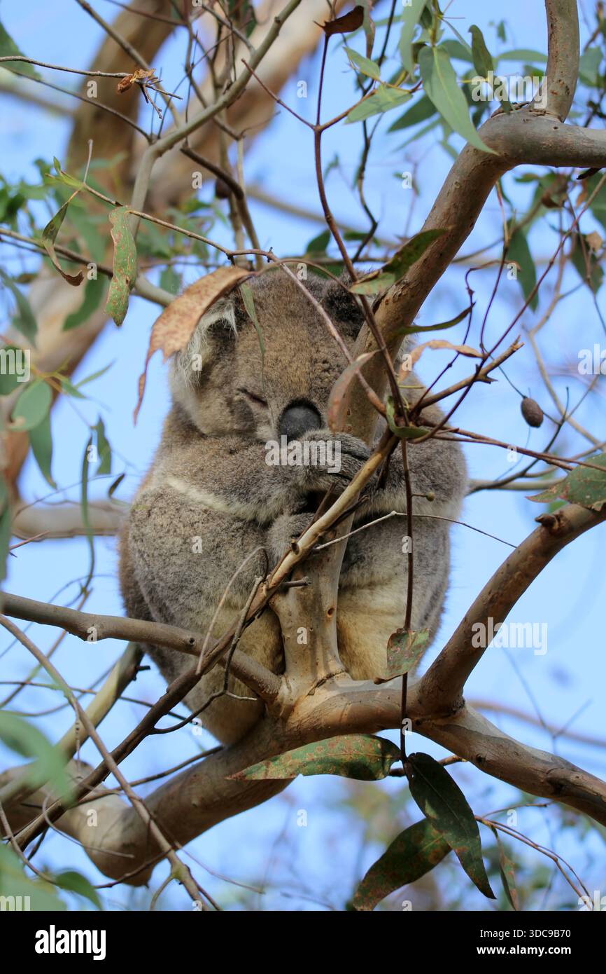 Koala schläft auf einem Ast in Australien Stockfoto