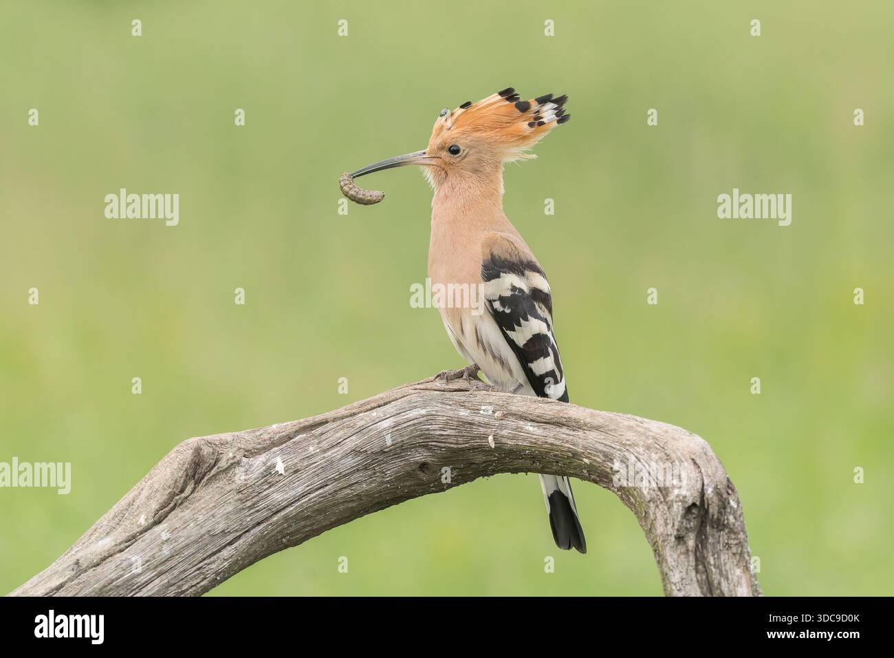 Eurasischer Wiedehopf, Upupa epops, alleinerziehender Erwachsener auf einem Baumzweig mit Lebensmitteln im Mund, Hortobagy, Ungarn, Europa Stockfoto