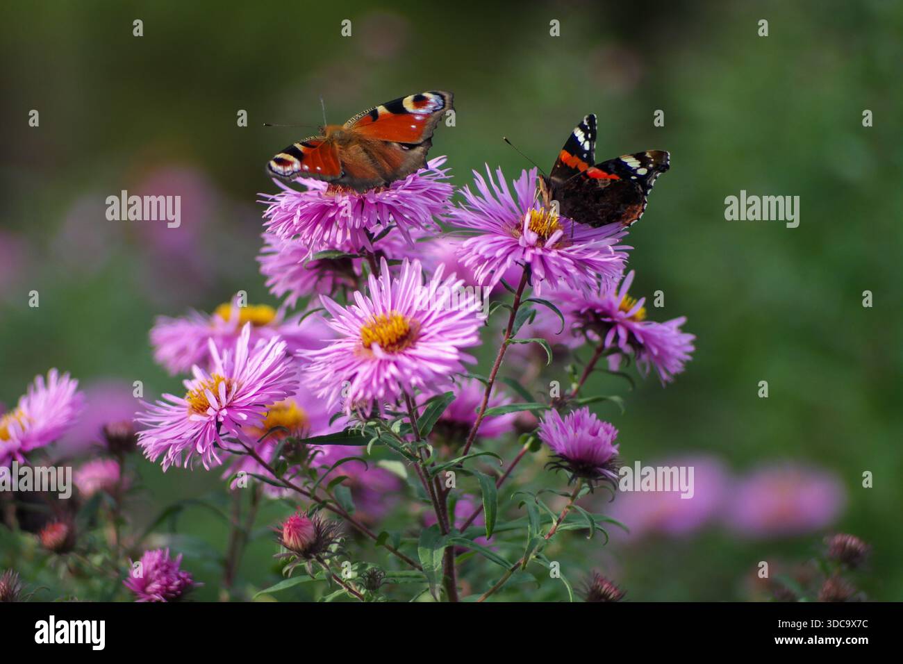 Europäischer Pfauenblümchenfalter (Aglais io) und Roter Admiralsfalter (Vanessa atalanta) sitzen auf pinken Asternblüten in einem Garten. Zwei farbenfrohe Schmetterlinge Stockfoto
