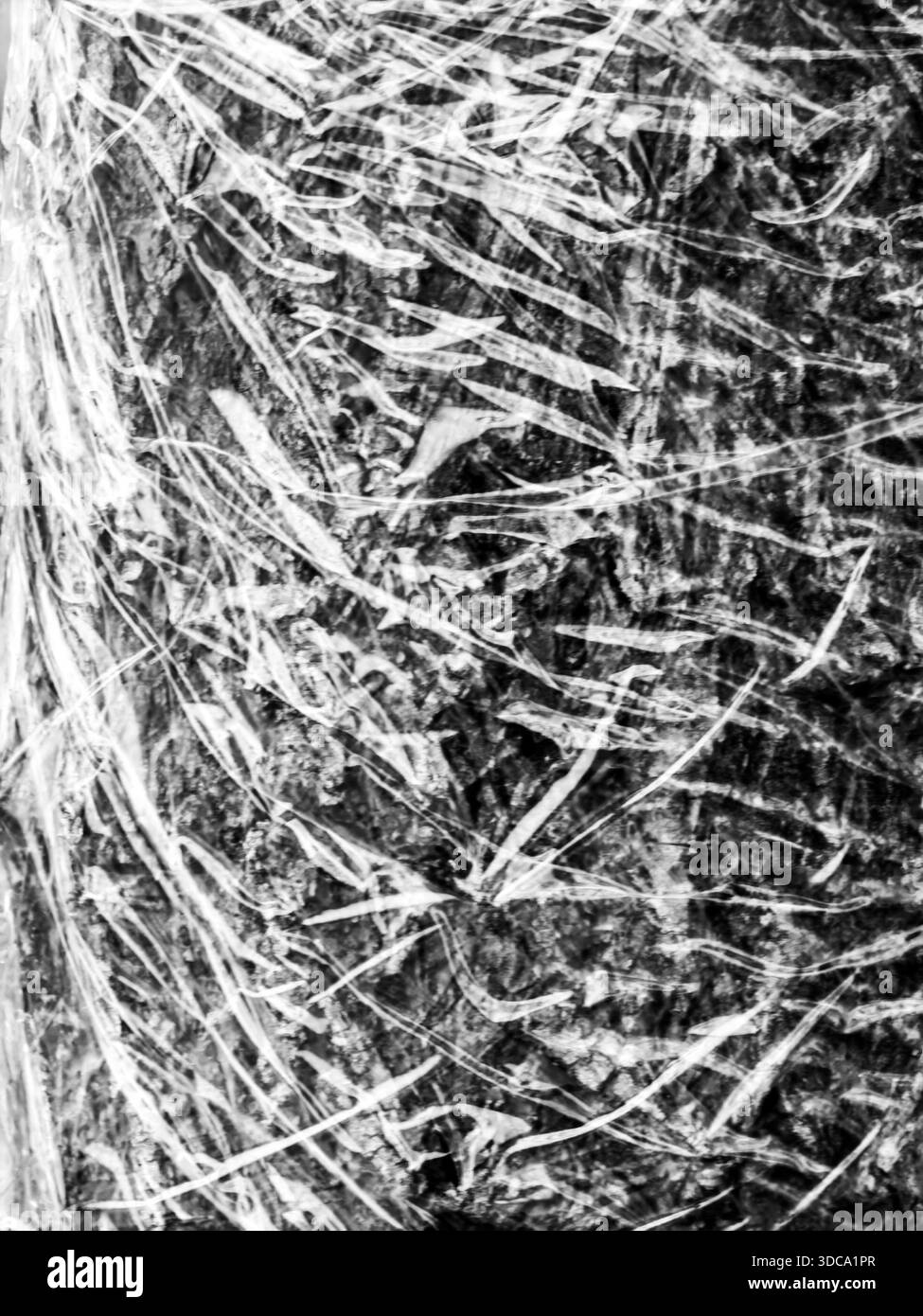 Gebundene Natur. Stockfoto