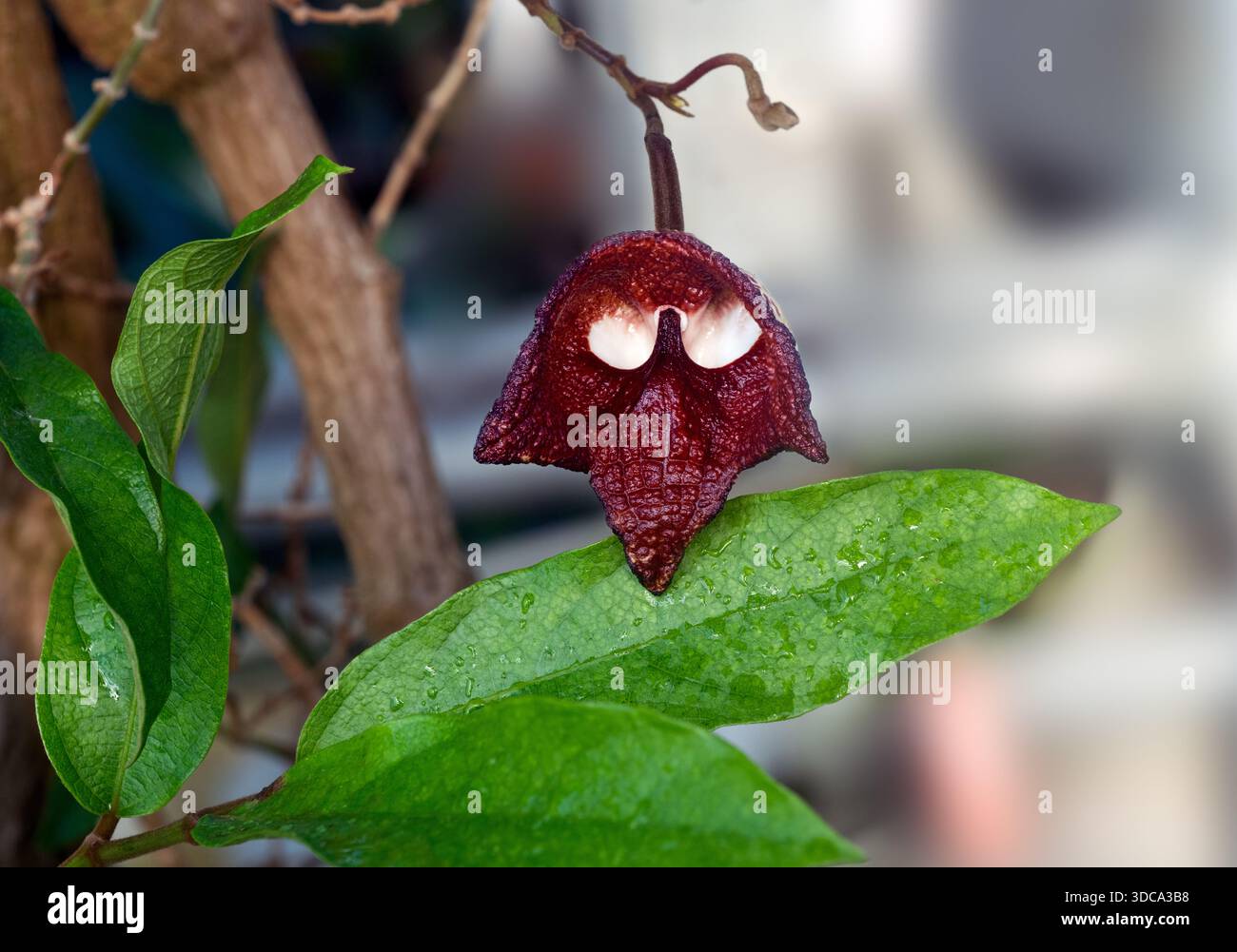Aristolochia Arborea (Aristolochia salvadorensis) auch Darth Vader Pflanze. Botanischer Garten Heidelberg, Baden Württemberg, Deutschland. Stockfoto