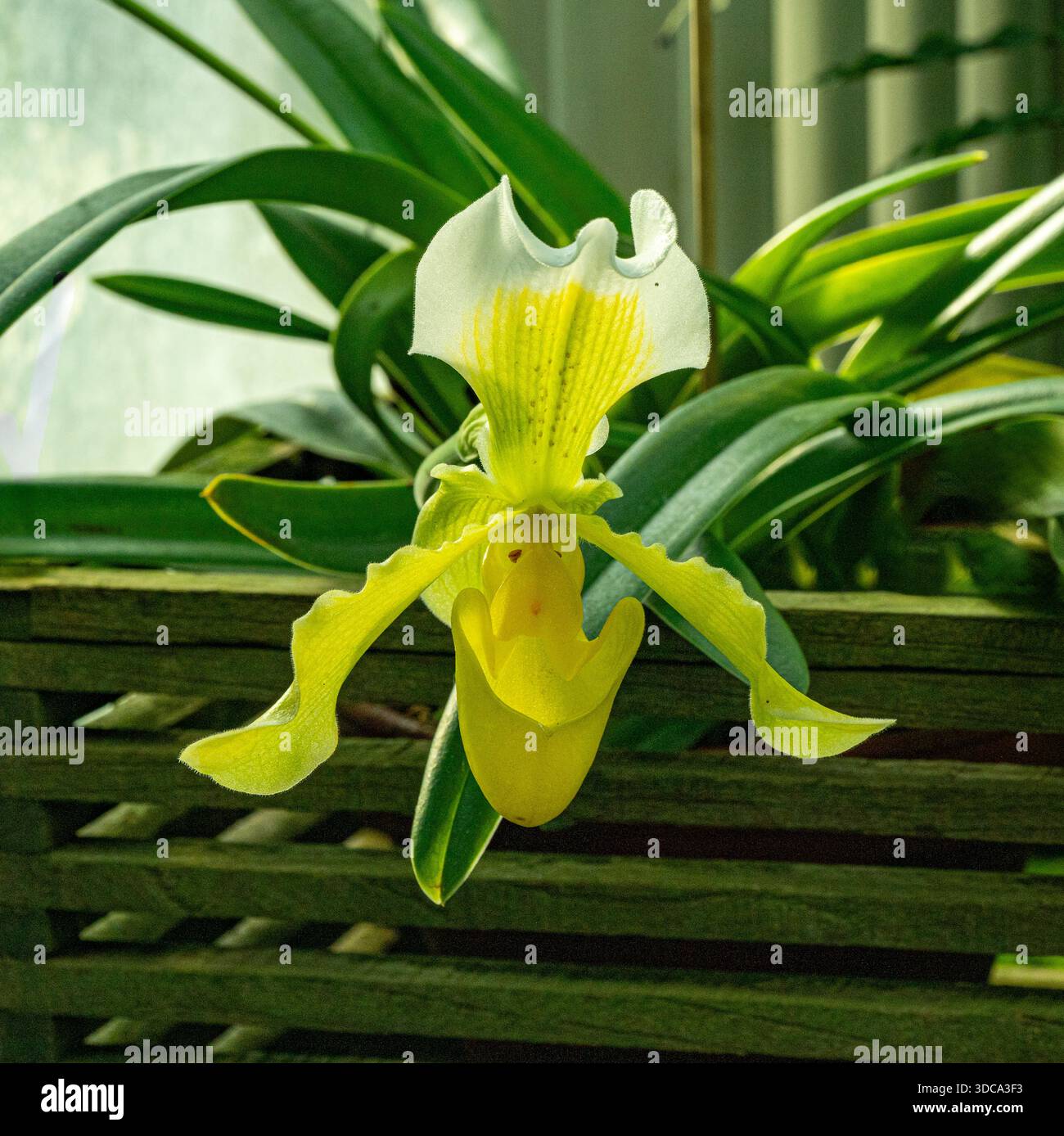Nahaufnahme der Damenschuh-Orchidee (Paphiopedilum callosum) Stockfoto