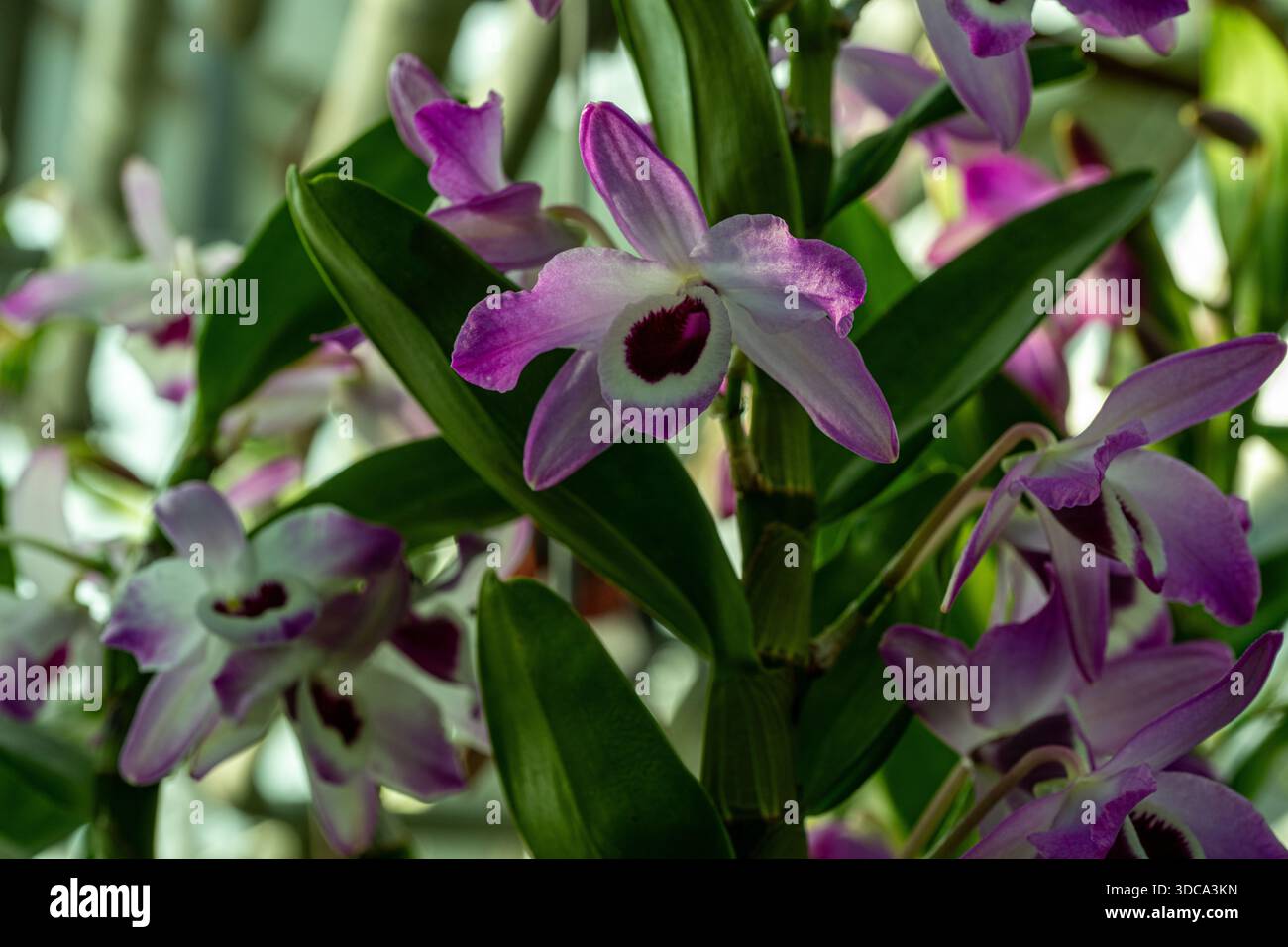 Dendrobium nobile Lindl. Ist eine Orchideenart. Sie ist in Südostasien beheimatet Stockfoto