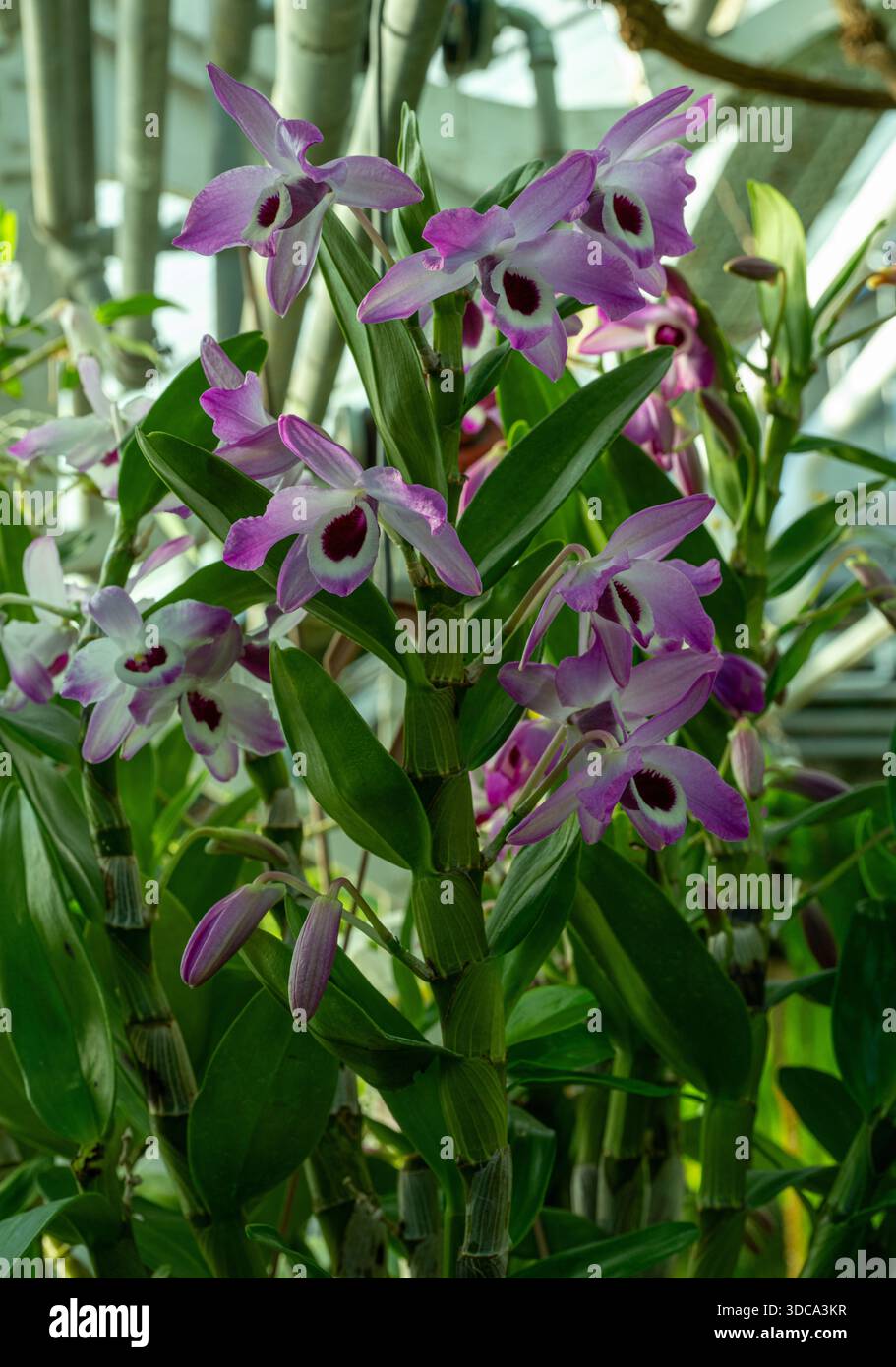 Dendrobium nobile Lindl. Ist eine Orchideenart. Sie ist in Südostasien beheimatet Stockfoto