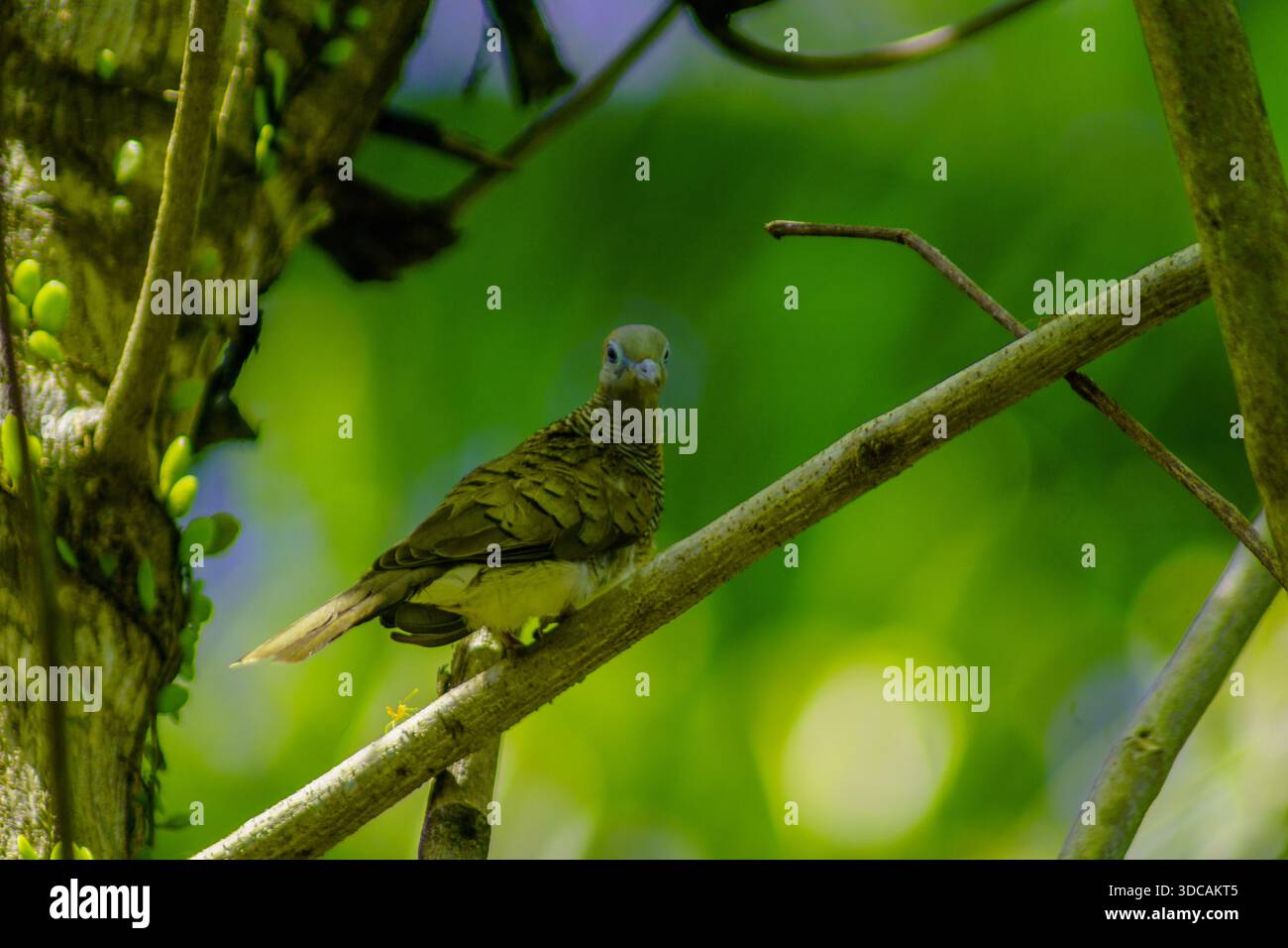 Braunvögel in den tropischen Wäldern Indonesiens Stockfoto