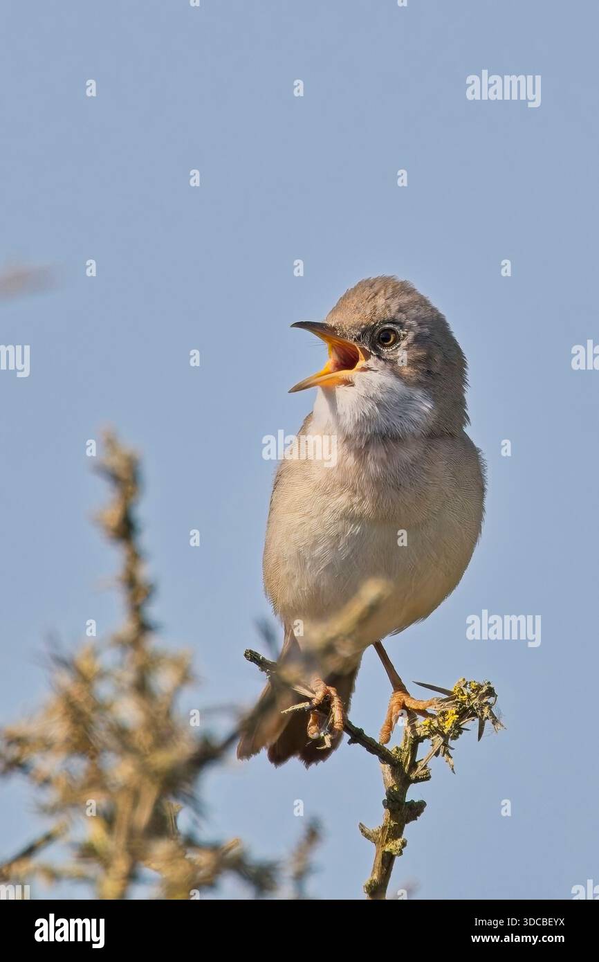 Gemeiner Whitethroat (Curruca communis), männlich, der von einem Barsch auf einem Busch vor einem blauen Himmel singt, Cornwall, Großbritannien. Stockfoto