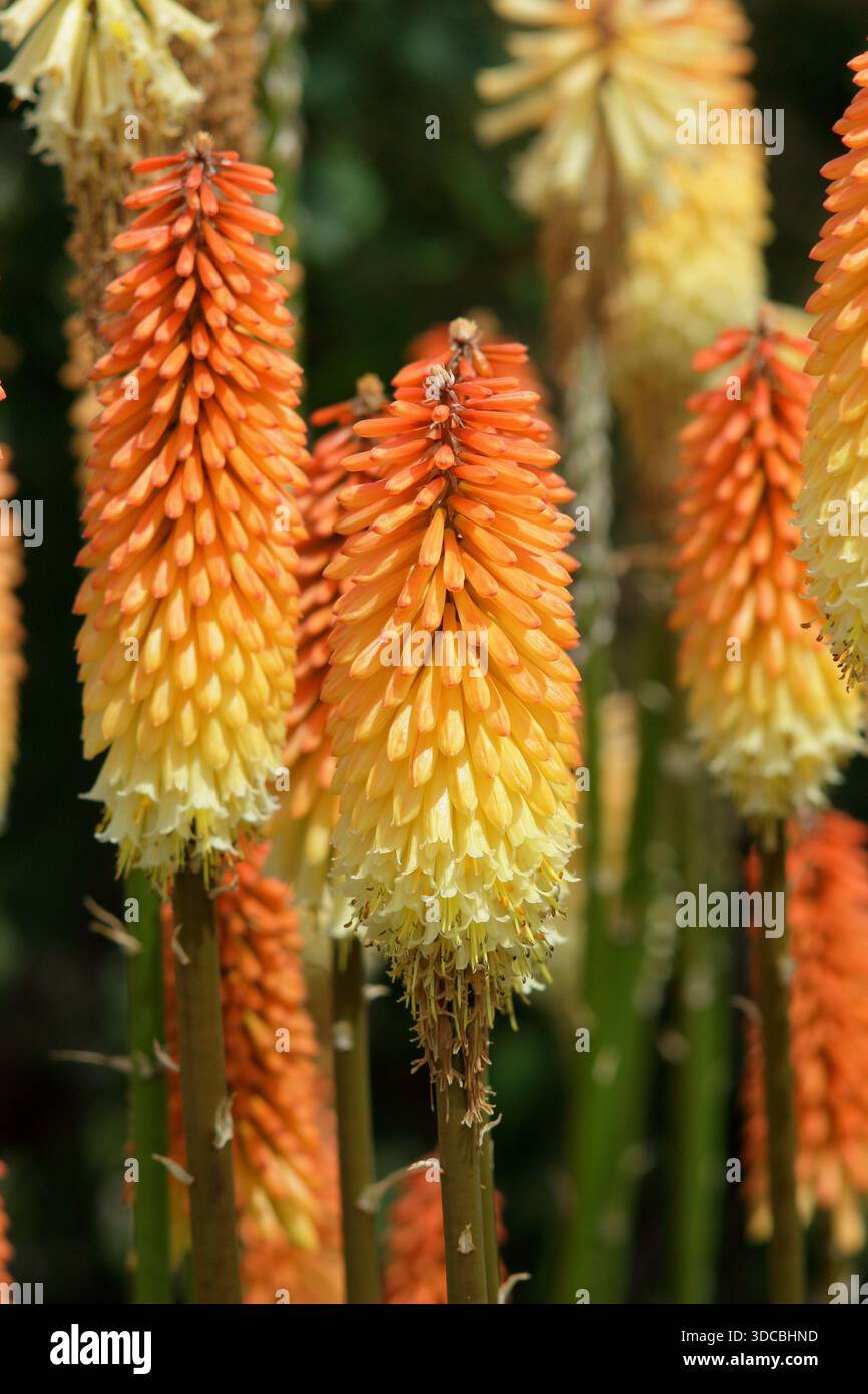 Kniphofia Tawny King, Red Hot Poker Upright mehrjährige, für orange und gelbe Fackeln wie Blumenspitzen gepriesen. Stockfoto