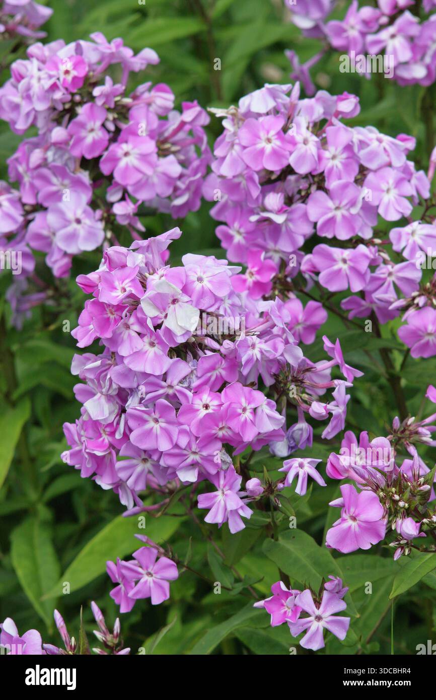 Perennialphlox. Phlox paniculata „Lavendelwolke“, auch Phlox paniculata „Lavendelwolke“ genannt. Sehr beliebt für aufrechte Blumenkästen aus rosa Blüten Stockfoto