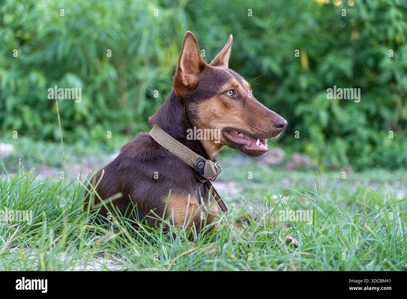 Brauner Hund liegt im grünen Gras auf der Insel Sansibar, Tansania, Ostafrika, Nahaufnahme Stockfoto
