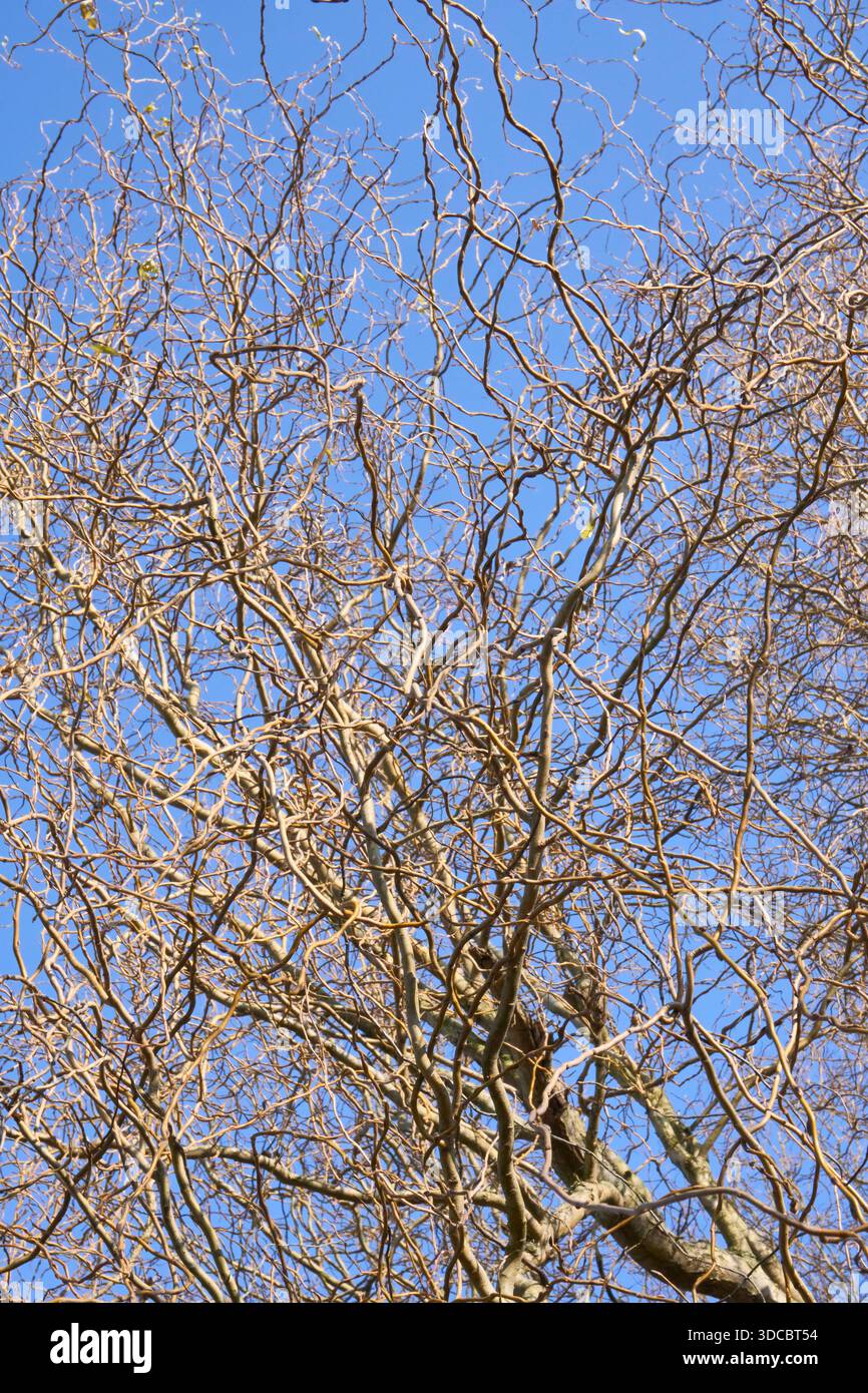 Salix babylonica-Baum im Winter Stockfoto