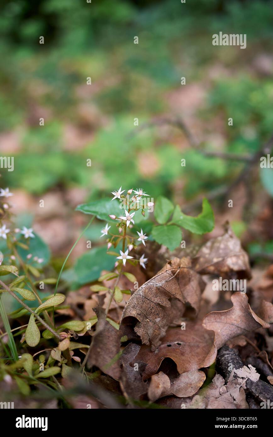 Sukkulente Pflanzen von Sedum cepaea in Blüte Stockfoto