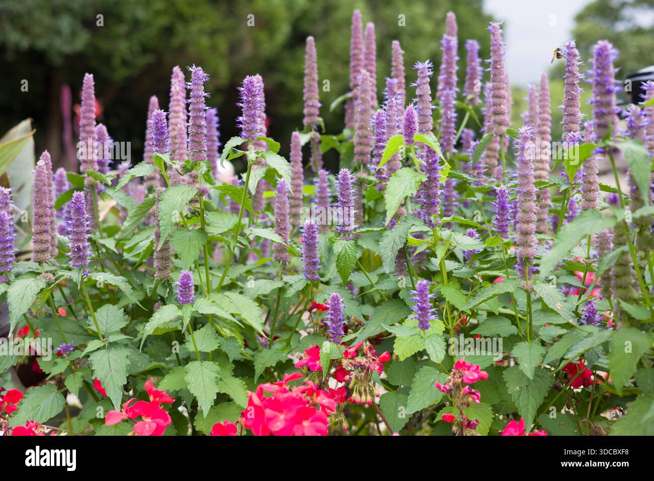 Nahaufnahme von Agastache foeniculum (Anishysop) mit violetten Blüten, die im Spätsommer in einem britischen Garten blühen Stockfoto