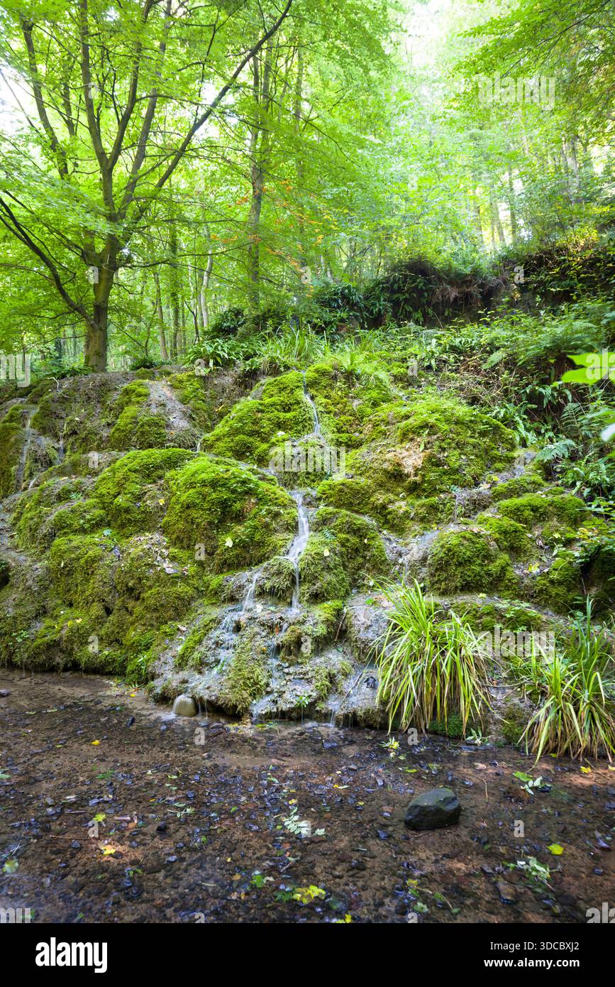 Bei Alum Spring in Hackfall Woods, Nidderdale, Yorkshire Dales, Großbritannien, trickst ein kleiner Wasserfall über moosbedeckte Felsen Stockfoto