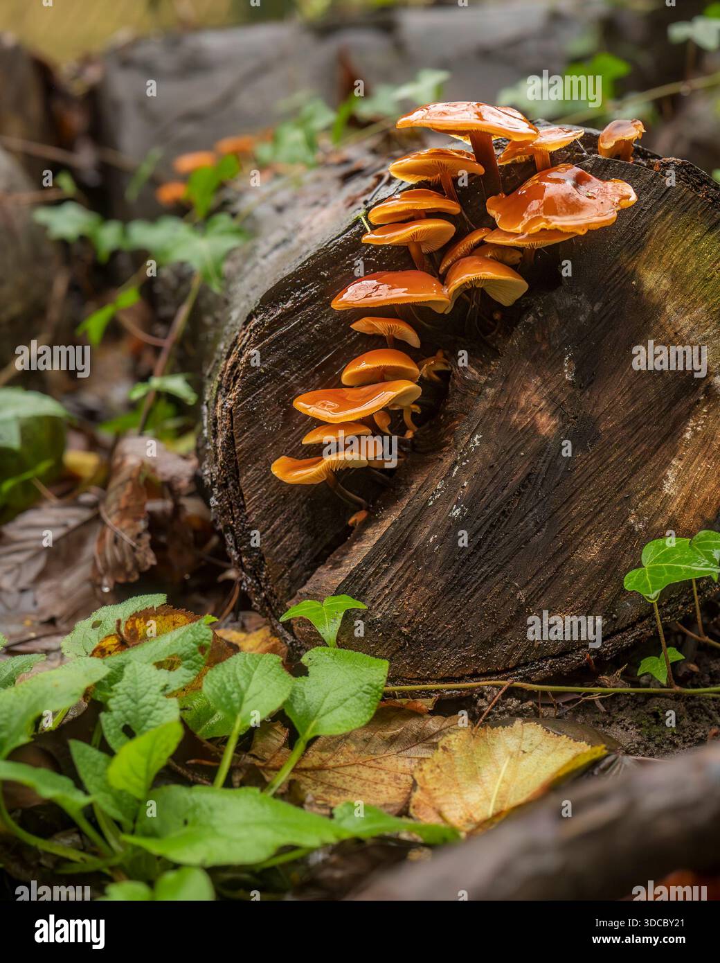 Flammulina velutipes (Samtschaft oder wilde Enoki) Pilze wachsen auf einem gefallenen Baumstamm auf dem Waldboden. Cluster von Kiemenpilzen mit schlanken Stielen Stockfoto
