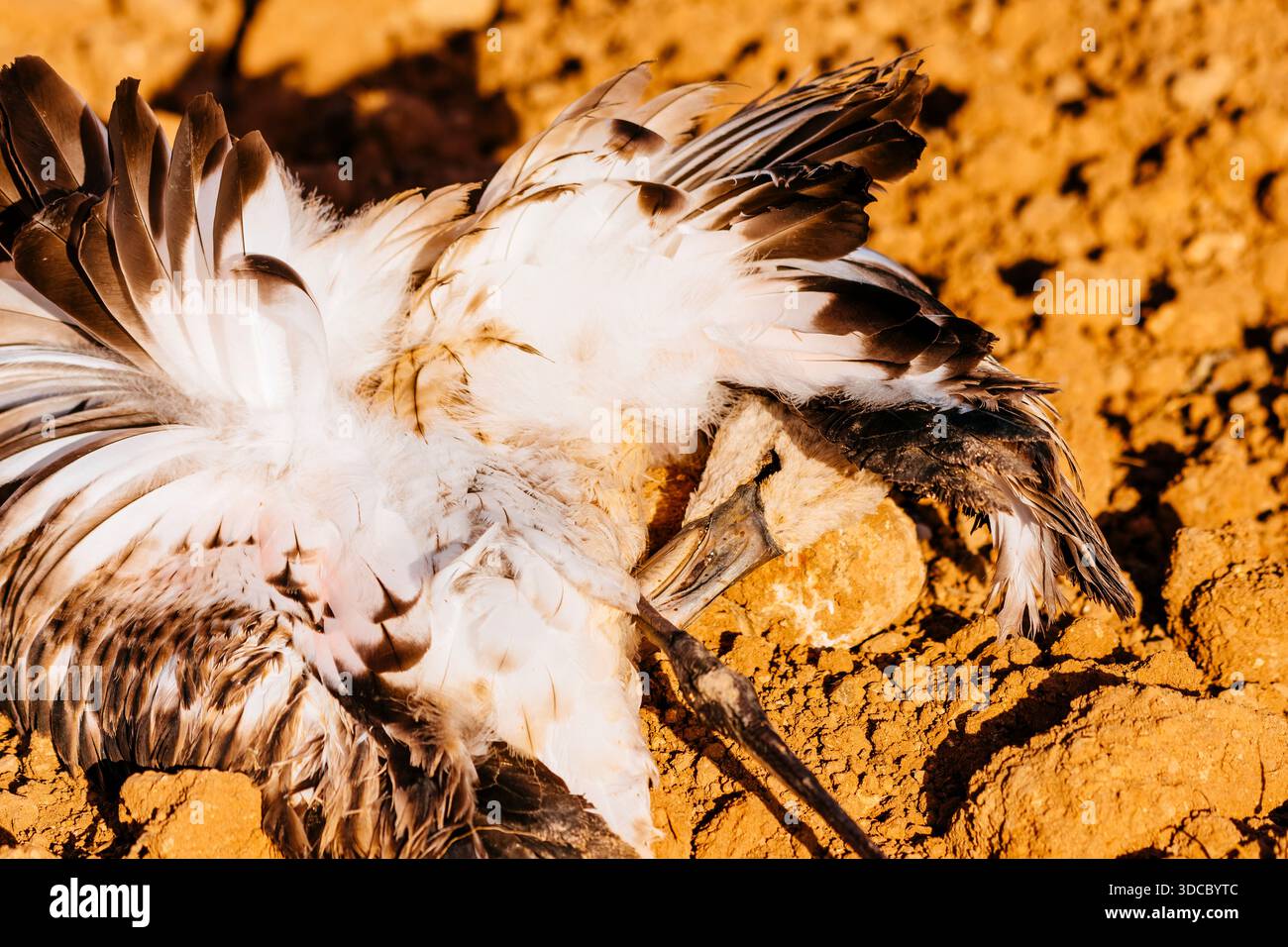 Die Vogelgrippe, auch bekannt als Vogelgrippe oder Vogelgrippe, ist eine Krankheit, die durch das Influenza-A-Virus verursacht wird, das in erster Linie Vögel befällt, aber manchmal af kann Stockfoto