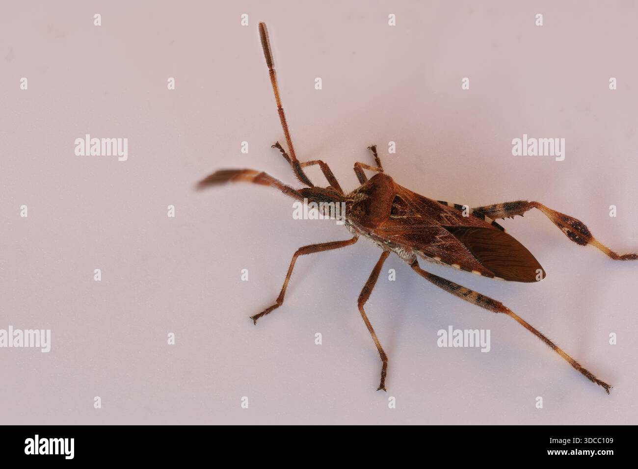 Makrofoto eines lebenden Leptoglossus occidentalis-Käfers, der sich bewegt. Fokusstapelung von 39 Einzelbildern. Dieses Insekt ist in einigen Ländern invasiv. Stockfoto