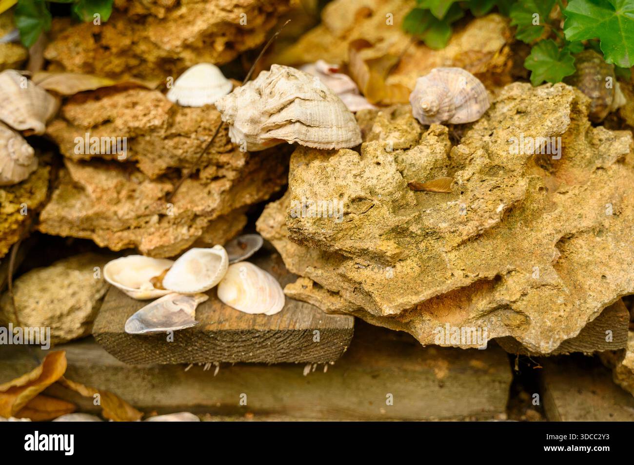 Nahaufnahme von natürlichem Muschelgestein mit Muscheln und grünem Laub. Das Konzept von Erdrohstoffen, Mineraltexturen und küstennahen botanischen Gartenelemen Stockfoto
