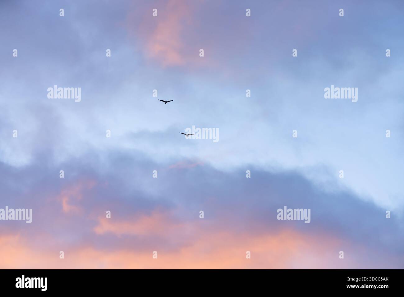 Zwei Vögel gleiten durch einen leicht beleuchteten Himmel, der in Pastelltönen in Violett, Rosa und Blau gemalt ist. Stockfoto