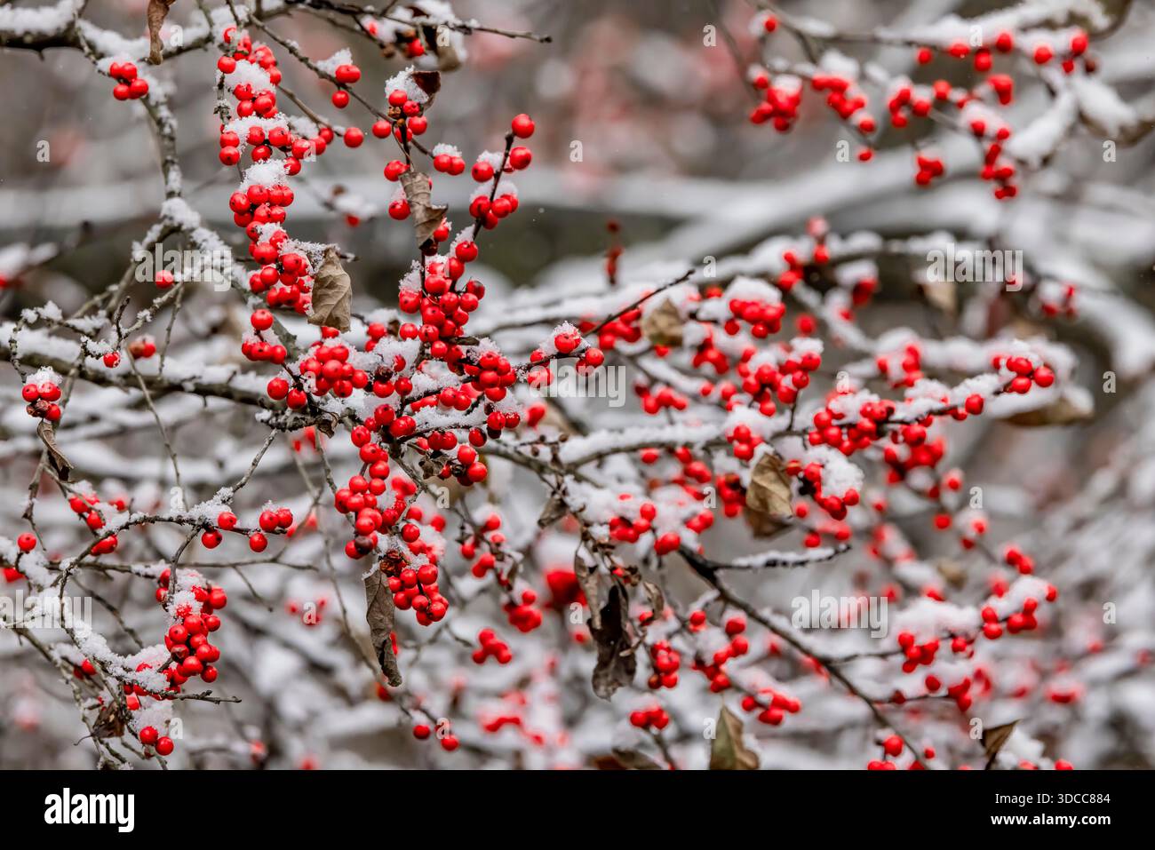 Winterberry, Ilex verticillata, Beeren im Herbstschnee im Mecosta County, Michigan, USA Stockfoto
